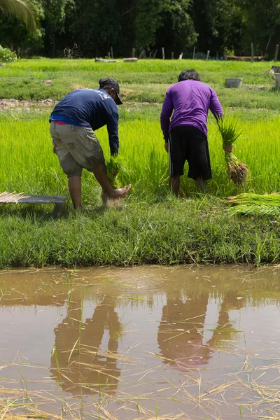 Agricultor tailandês plantando nas terras agrícolas de arroz paddy — Fotografia de Stock