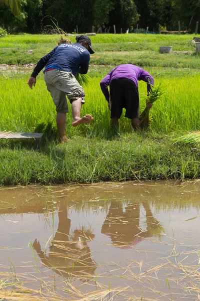 Fermier thaïlandais plantation sur les terres rizicoles paddy — Photo