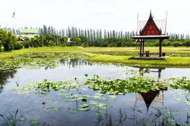 Tayland pavilion yanında lotus gölet