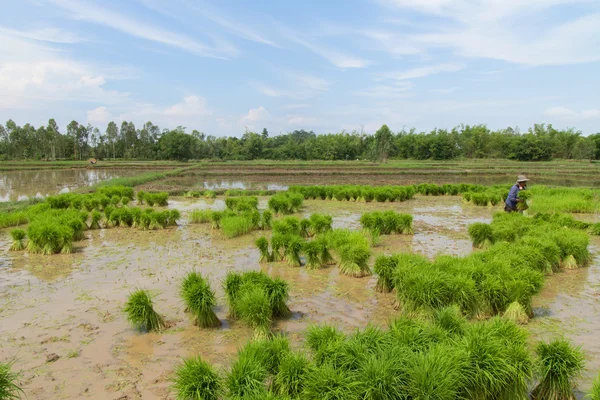 Agricultor tailandês plantando nas terras agrícolas de arroz paddy — Fotografia de Stock