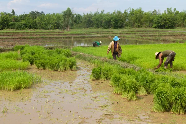 Agricultor tailandês plantando nas terras agrícolas de arroz paddy — Fotografia de Stock