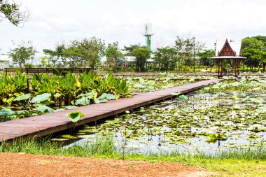 Tayland pavilion yanında lotus gölet