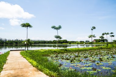 lotus gölet üzerinde yol