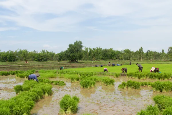 Fermier thaïlandais plantation sur les terres rizicoles paddy — Photo