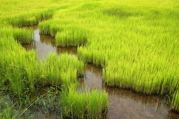 Granjas de arroz en Tailandia . —  Fotos de Stock