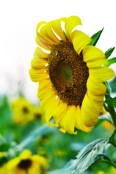 Girasol y abeja — Stockfoto