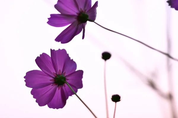 Kozmos çiçekleri mor — Stok fotoğraf