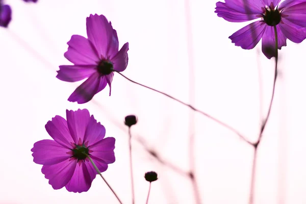 Kozmos çiçekleri mor — Stok fotoğraf