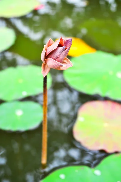 Lotus withered — Stock Photo, Image