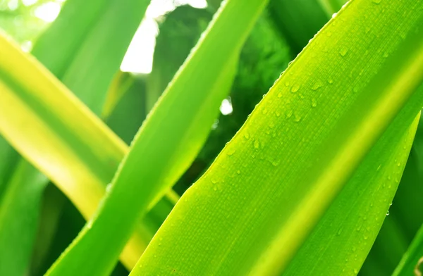 Blatt bei Regen — Stockfoto