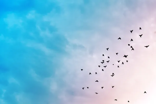 Vogels in de lucht. — Stockfoto