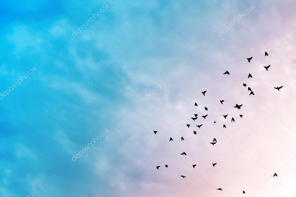 Birds in the sky.