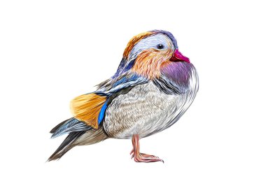 Mandarin ördeği