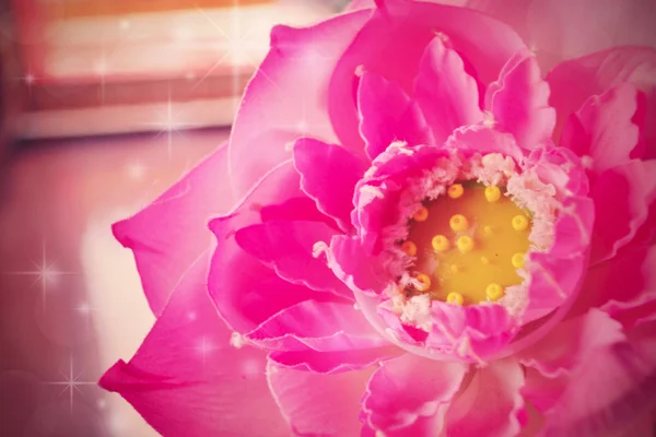 Lótus rosa . — Fotografia de Stock