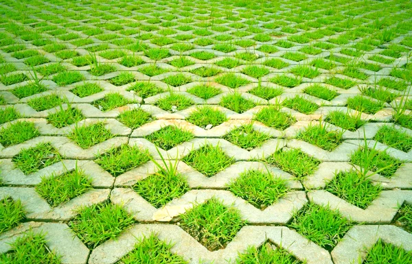 Grass in concrete — Stock Photo, Image