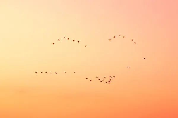Pássaros no céu ao pôr do sol . — Fotografia de Stock