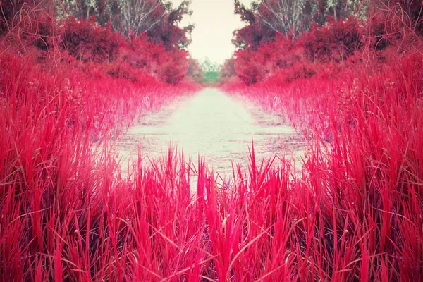 Kırmızı çayır sokakları — Stok fotoğraf