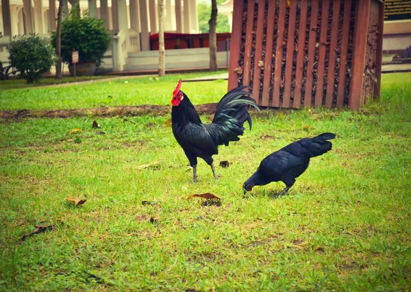 Black chickens. — Stock Photo, Image