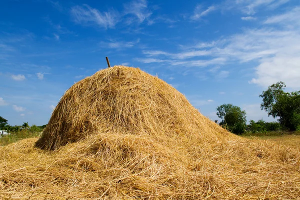 Paja de arroz — Foto de Stock