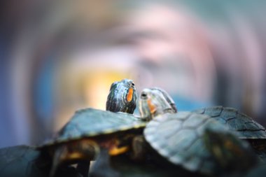 Kaplumbağa çiftler