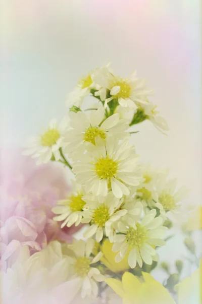 Strauß Gänseblümchen in Pastell — Stockfoto