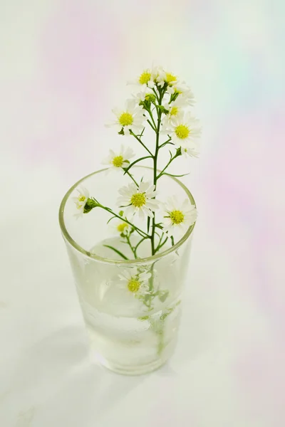 Bouquet Marguerite au Pastel — Photo