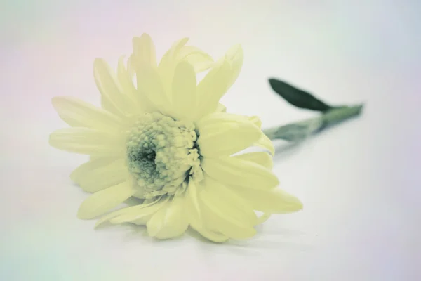 Marguerite au Pastel — Photo