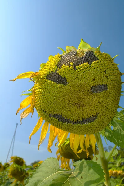 Lächeln der Sonnenblume blüht — Stockfoto