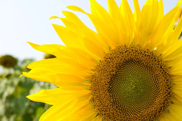 Sunflower blossoming — Stock Photo, Image