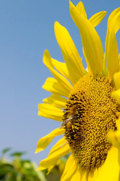 Girasol y abeja — Stockfoto