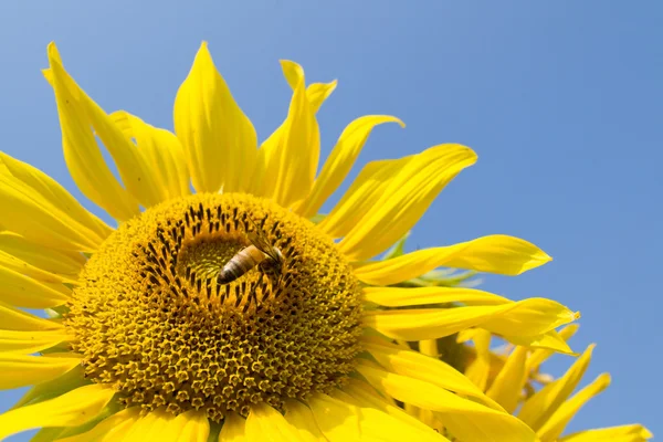 Girasol y abeja — Stockfoto