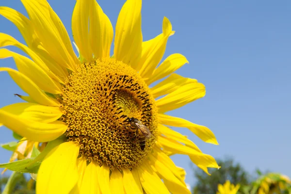 Girasol y abeja —  Fotos de Stock