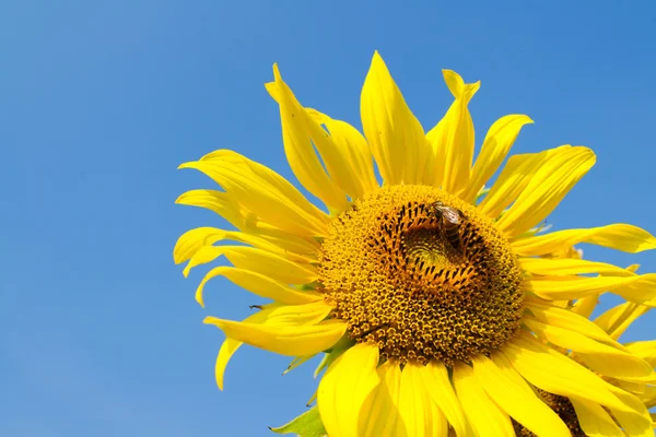 Girasol y abeja —  Fotos de Stock