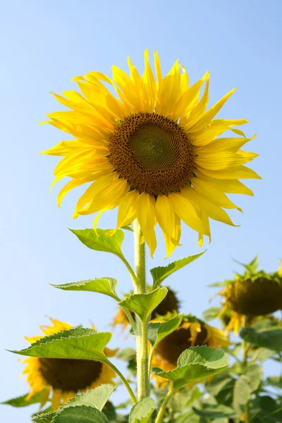 Sunflower blossoming — Stock Photo, Image