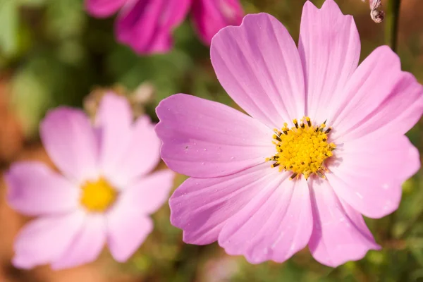 Kosmos Blumen — Stockfoto