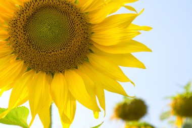 çiçek Ayçiçeği해바라기 꽃