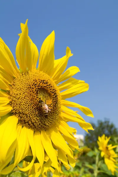 Sunflower and bee — Stock Photo, Image