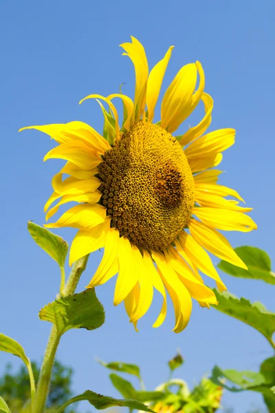 Girasol —  Fotos de Stock