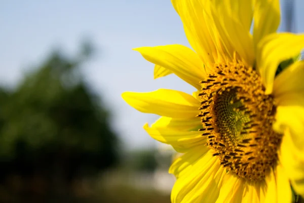 Sunflower blossoming — Stock Photo, Image