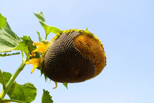 Seeds of sunflower — Stock Photo, Image