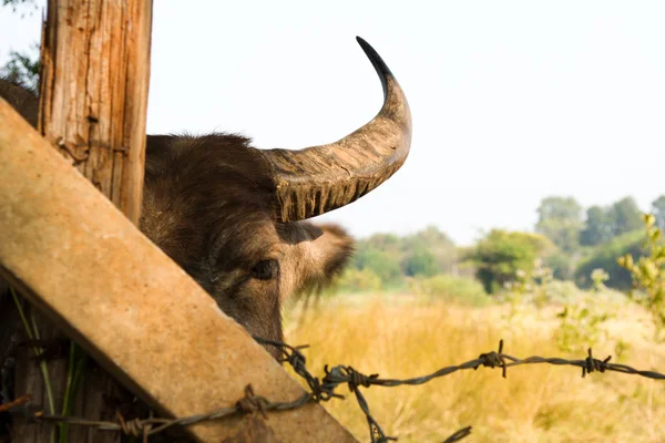 Buffalo chewing — Stock Photo, Image