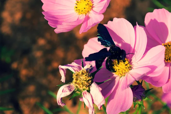 Kosmos Blumen und Bienen — Stockfoto