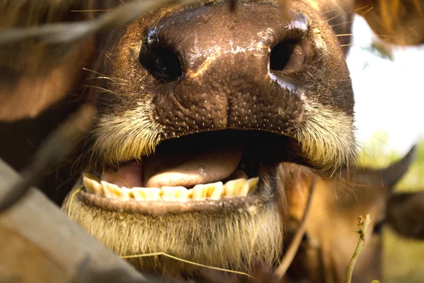 Buffalo chewing — Stock Photo, Image