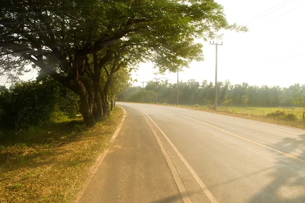 Arbre sur la route — Photo