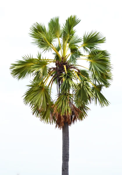 Palm cukor — Stock Fotó