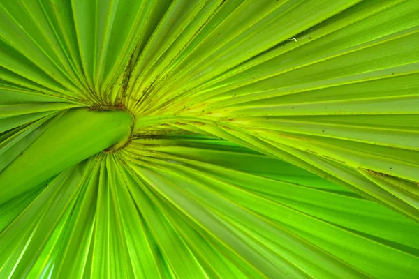 Leaf of sugar palm — Stock Photo, Image