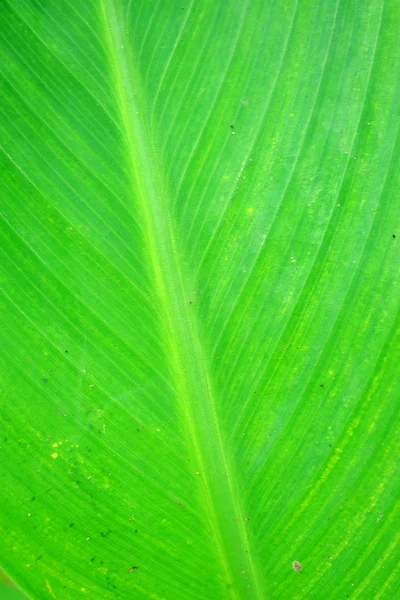 Green banana leaves — Stock Photo, Image