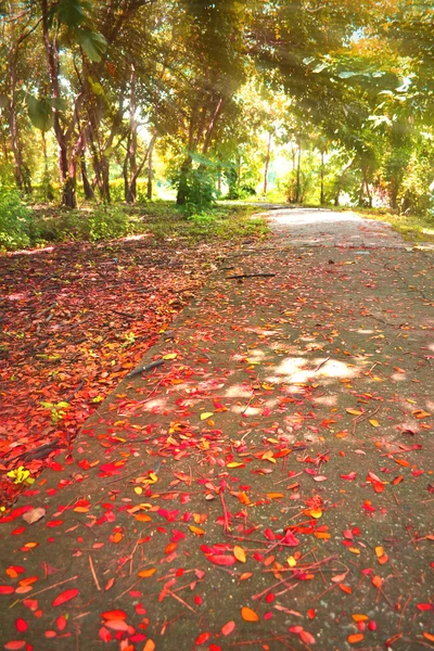 Parkta yürü — Stok fotoğraf