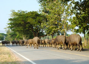 Buffalos yolda