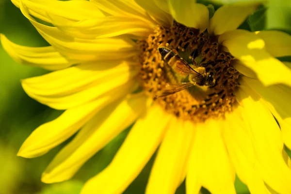 Girasol y abeja — Stockfoto